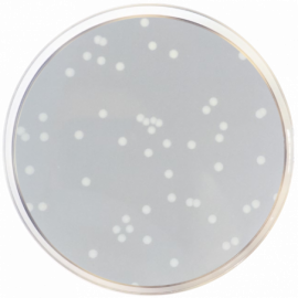 Nutrient Agar
